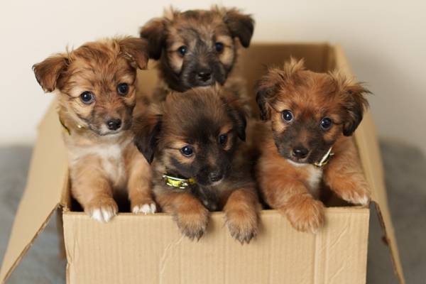 Box of 5-day-old puppies found abandoned as unwanted pets rise
