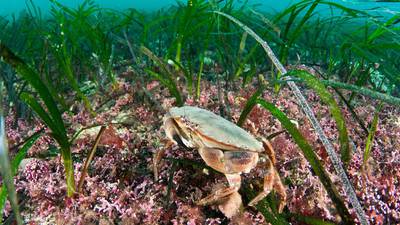 Marine forests are a patchwork of life and opportunity
