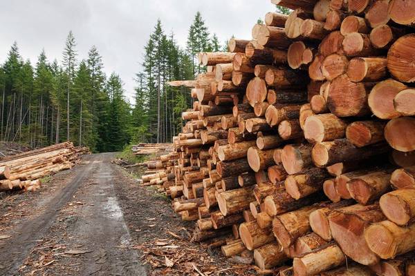 Timber use in building can help hit housing and climate goals, forum hears