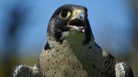 Bird flu infection identified in wild falcon in Co Galway