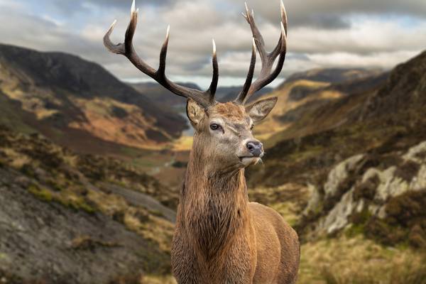 Woman airlifted to hospital after being attacked by red stag in Co Kerry
