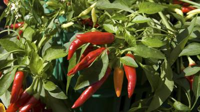 Grow: bring the chilli club to your garden