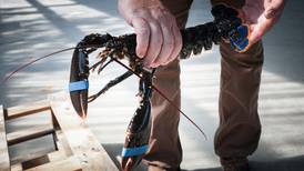 Fisherman agrees to pay €55,000 compensation to Co Wicklow firm over theft of lobsters and crabs