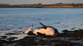 Killer whales stranded on Irish shores had ‘very high’ pollutants