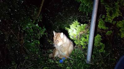 Dog with severe injuries found chained to gate in Co Longford