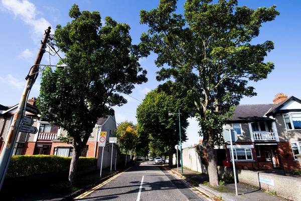 Locals appeal plan to fell 1930s trees over wheelchair access
