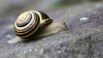 Aspiring snail farmers invited to  production seminar