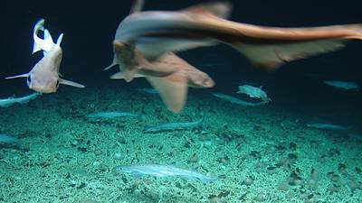 Angling Notes: Rare shark nursery found 200 miles west of Ireland
