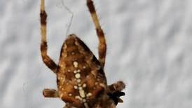 The Garden or Cross spider is completely harmless. Unless you are a fly