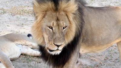 Another lion was illegally killed by an American in April, Zimbabwe says
