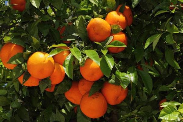 The last bitter word about the origins of Seville oranges
