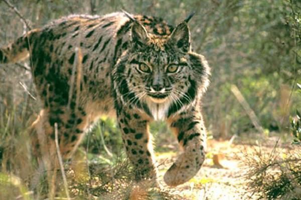 The fight to save the world’s most endangered cat