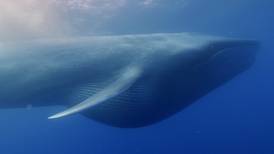 How did whales get so big? Study traces evolution of sea giants