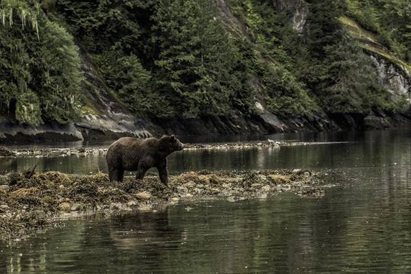Grizzly bear kills mother and 10-month-old baby in Canada