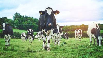 Census confirms record numbers of cattle on Irish dairy farms