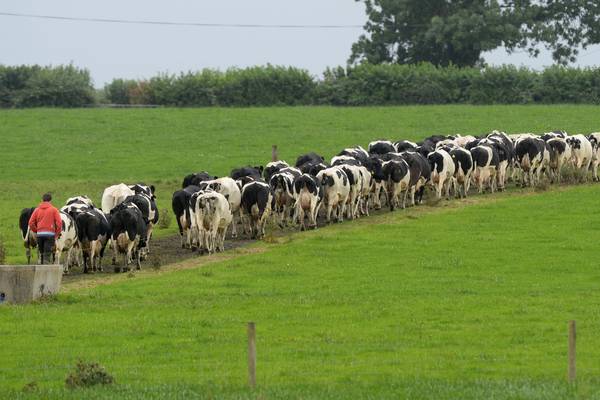 Farmers set to receive up to €1,000 each to avert fodder shortage