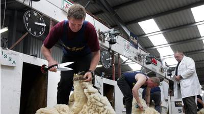 Appeal for 1,000 Irish sheep to make cut in shearing contest