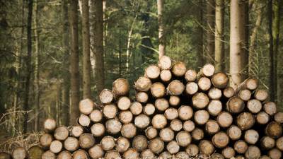 Timber crisis adding ‘€15,000 extra’ to cost of new homes