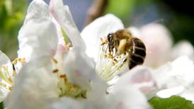 ‘Bee friendly’ approach urged to help save species from extinction
