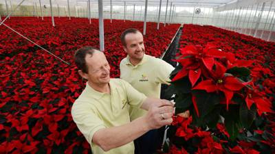 Video: Red is the colour as poinsettia growers prepare for Christmas
