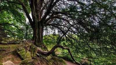 Five trees in running to be deemed Ireland’s best