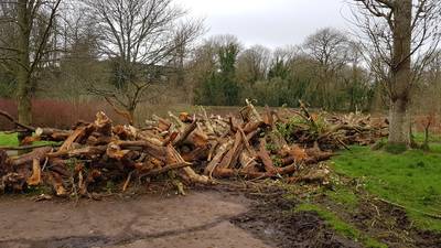 Scale of tree-felling for Cork greenway ‘shocking’, locals say