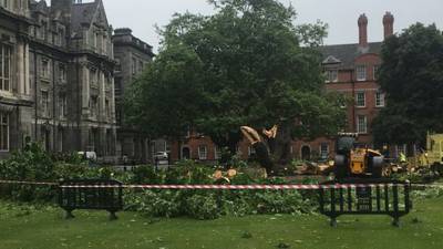 Trinity to remove another historic tree after collapse of 170-year-old maple