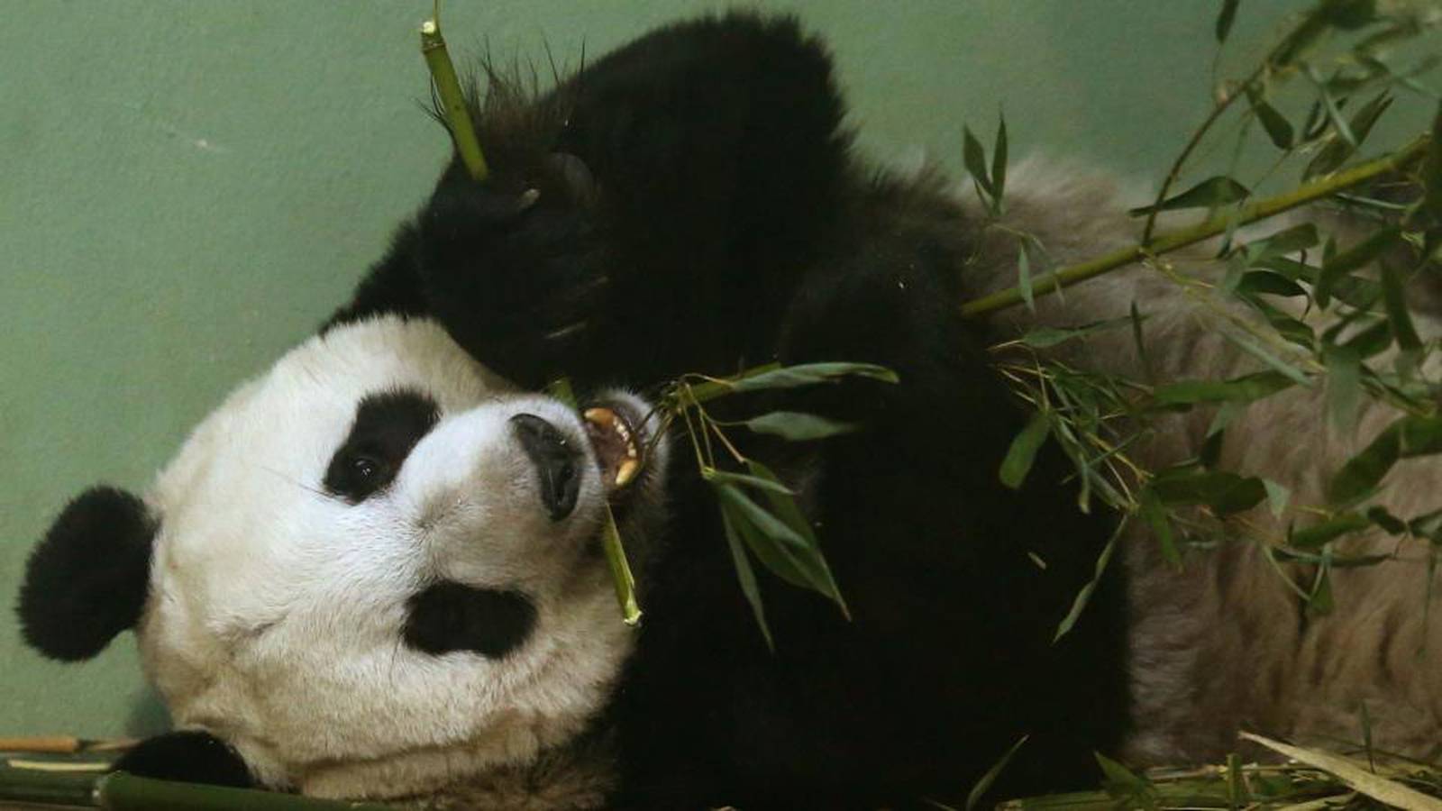 Панда режиссер. Панда в Московском зоопарке. Беременность панды. Жара Панда.