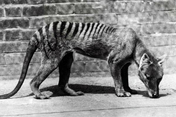 Tasmanian tiger ‘sightings’ prompt searches in Australia