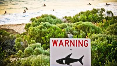 Teenage body boarder killed in shark attack in Australia