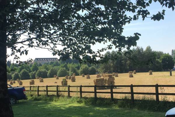 Frank McNally: how the heatwave has caused a revival of retro hay-making