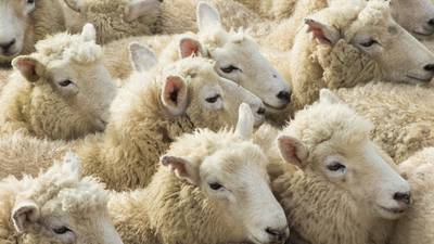 Diseased lamb carcasses condemned at meat plants