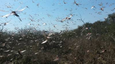 Argentina tries to beat  biggest  plague of locusts in 60 years