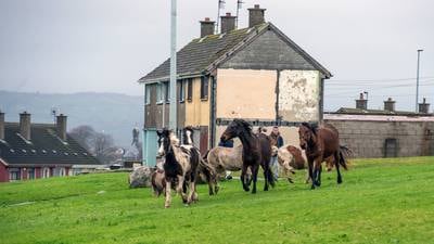 Limerick horse project seeks to provide a haven for youths