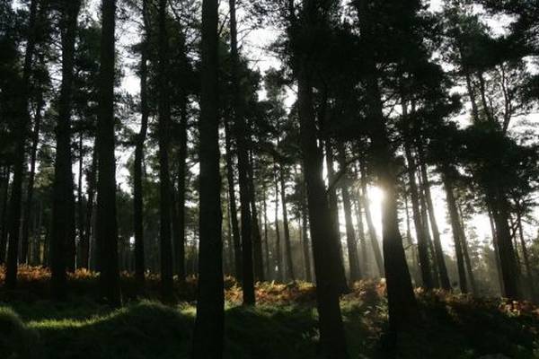 Forestry policy shift towards native woodlands likely to get cross-party support