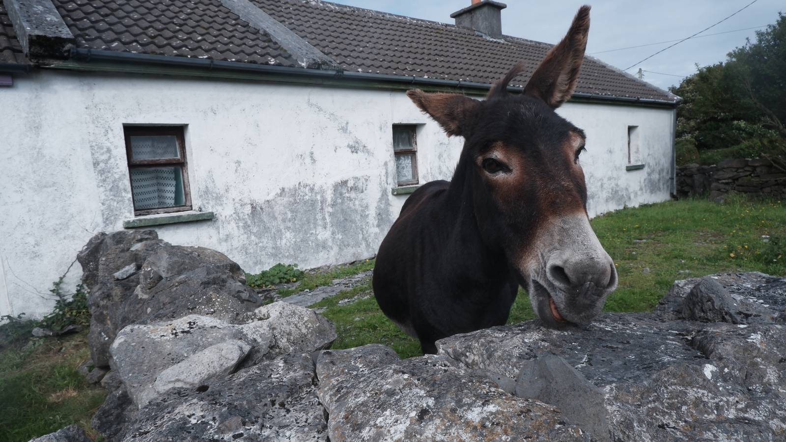 The animals of Inis Meáin
