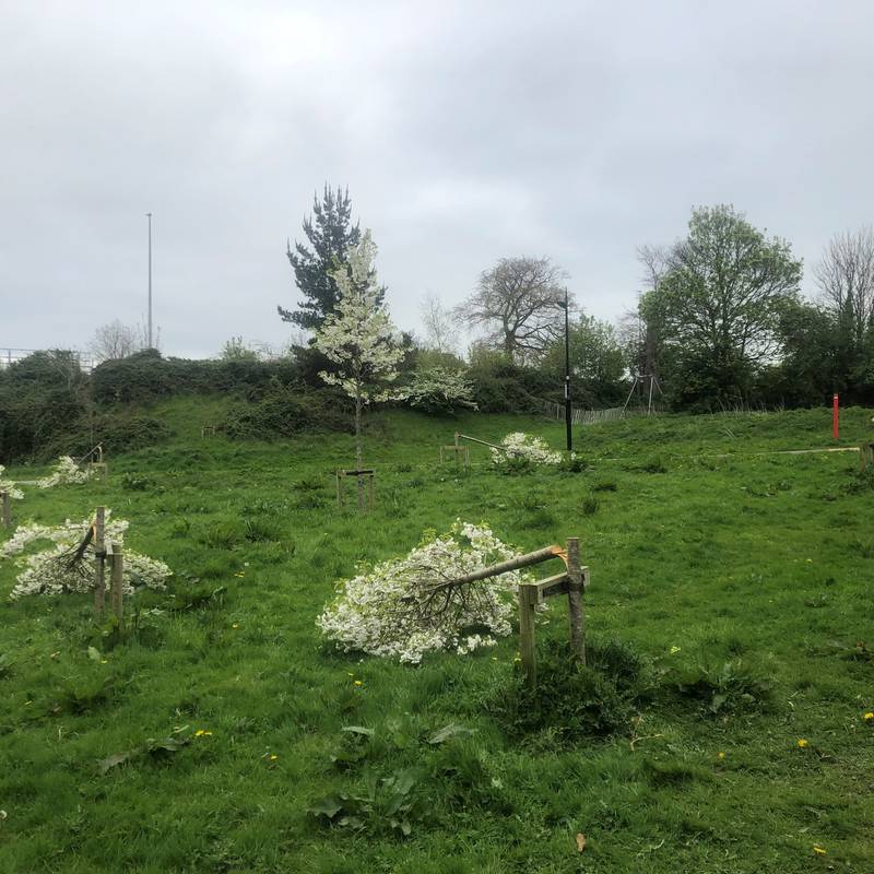 Residents ‘devastated’ after 40 trees cut down or broken overnight in Dublin park