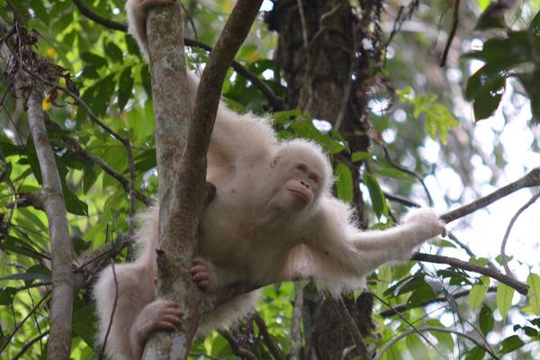 Alba, the world’s only albino orangutan, able to return to the wild