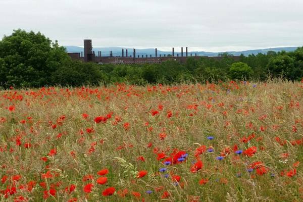 Insect hotels and wildflower meadows: industrial site goes green