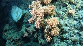 Cold-water coral reef found in Irish waters is deepest yet