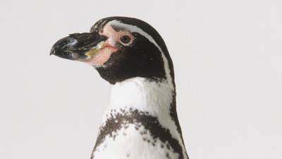 Stolen Humboldt penguin found dead in Germany