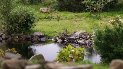 Pond life: how to get your water garden fit for fish and flowers