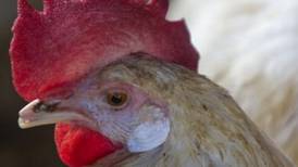 Bird flu strain in China ‘passed between humans’