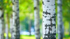 We need to hold birch trees dear and sacred again
