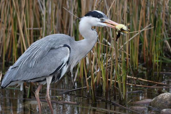 Funding restored for National Parks & Wildlife Service