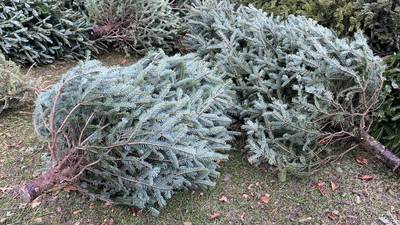 Your gardening questions answered: How to compost a Christmas tree