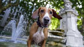 Novel scheme helps Madrid cut the crap with dog owners