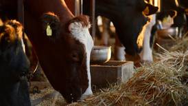 Cork farmer fined €4,000 for ‘barbaric’ bovine tail docking