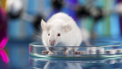 Of mice and medicine: the ethics of animal research