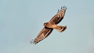 Irish hen harrier numbers  continue to decline, survey says